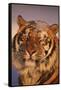 Bengal Tiger in Snow-DLILLC-Framed Stretched Canvas