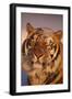 Bengal Tiger in Snow-DLILLC-Framed Photographic Print