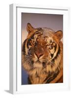 Bengal Tiger in Snow-DLILLC-Framed Photographic Print