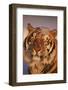 Bengal Tiger in Snow-DLILLC-Framed Photographic Print