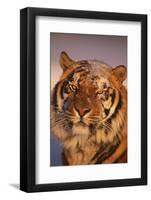 Bengal Tiger in Snow-DLILLC-Framed Photographic Print