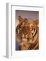 Bengal Tiger in Snow-DLILLC-Framed Photographic Print