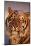 Bengal Tiger in Snow-DLILLC-Mounted Photographic Print