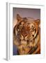 Bengal Tiger in Snow-DLILLC-Framed Photographic Print