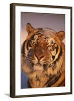Bengal Tiger in Snow-DLILLC-Framed Photographic Print