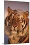 Bengal Tiger in Snow-DLILLC-Mounted Photographic Print