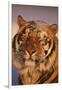 Bengal Tiger in Snow-DLILLC-Framed Photographic Print