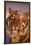 Bengal Tiger in Snow-DLILLC-Framed Photographic Print