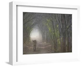 Bengal Tiger in the Forest, Ranthambore National Park, Rajasthan, India-Keren Su-Framed Photographic Print