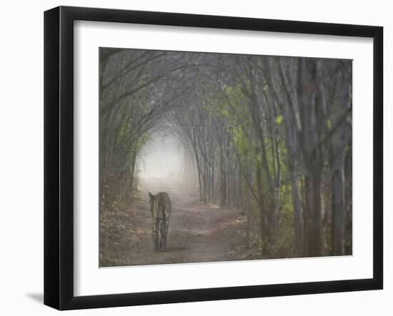 Bengal Tiger in the Forest, Ranthambore National Park, Rajasthan, India-Keren Su-Framed Photographic Print