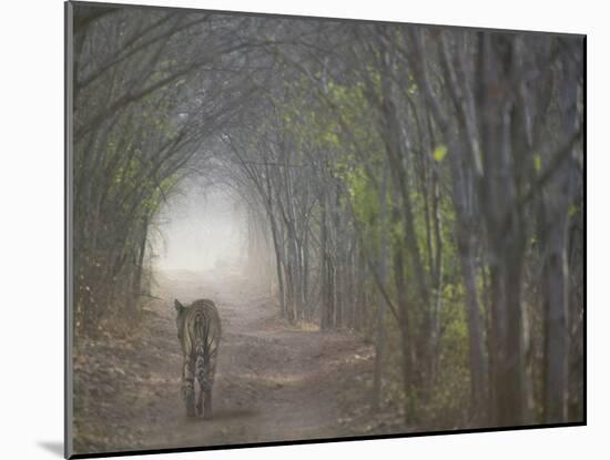 Bengal Tiger in the Forest, Ranthambore National Park, Rajasthan, India-Keren Su-Mounted Photographic Print
