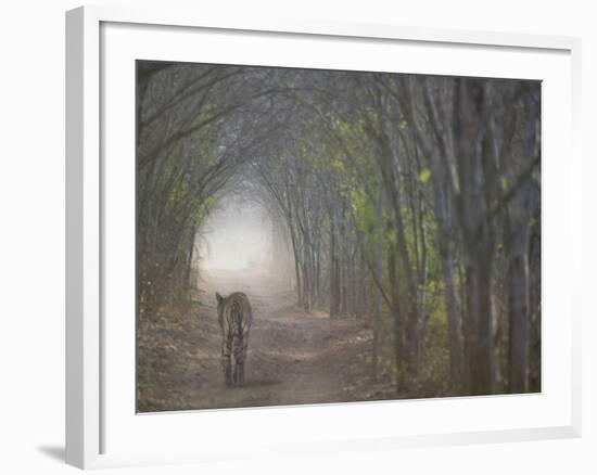 Bengal Tiger in the Forest, Ranthambore National Park, Rajasthan, India-Keren Su-Framed Photographic Print