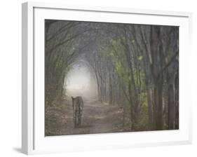 Bengal Tiger in the Forest, Ranthambore National Park, Rajasthan, India-Keren Su-Framed Photographic Print