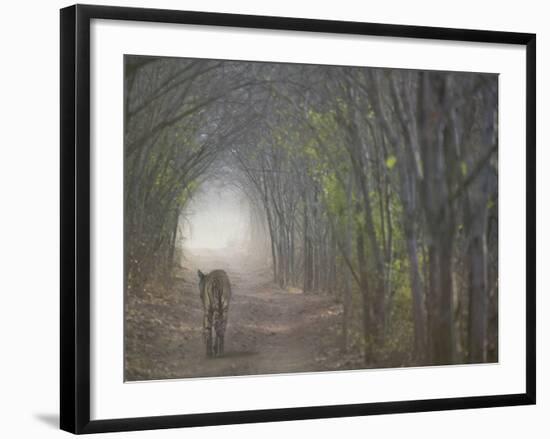 Bengal Tiger in the Forest, Ranthambore National Park, Rajasthan, India-Keren Su-Framed Photographic Print