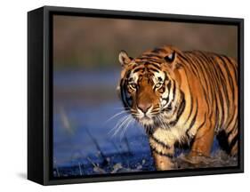 Bengal Tiger, India-Stuart Westmoreland-Framed Stretched Canvas