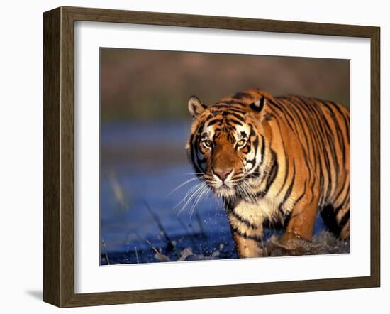 Bengal Tiger, India-Stuart Westmoreland-Framed Photographic Print