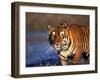 Bengal Tiger, India-Stuart Westmoreland-Framed Photographic Print