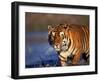 Bengal Tiger, India-Stuart Westmoreland-Framed Photographic Print