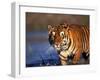 Bengal Tiger, India-Stuart Westmoreland-Framed Photographic Print