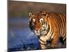 Bengal Tiger, India-Stuart Westmoreland-Mounted Photographic Print
