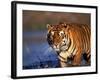 Bengal Tiger, India-Stuart Westmoreland-Framed Photographic Print