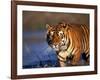 Bengal Tiger, India-Stuart Westmoreland-Framed Photographic Print