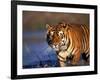 Bengal Tiger, India-Stuart Westmoreland-Framed Photographic Print