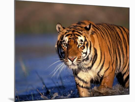 Bengal Tiger, India-Stuart Westmoreland-Mounted Photographic Print