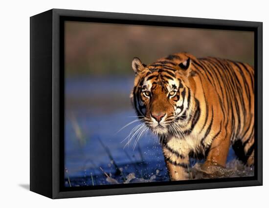 Bengal Tiger, India-Stuart Westmoreland-Framed Stretched Canvas