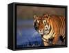 Bengal Tiger, India-Stuart Westmoreland-Framed Stretched Canvas