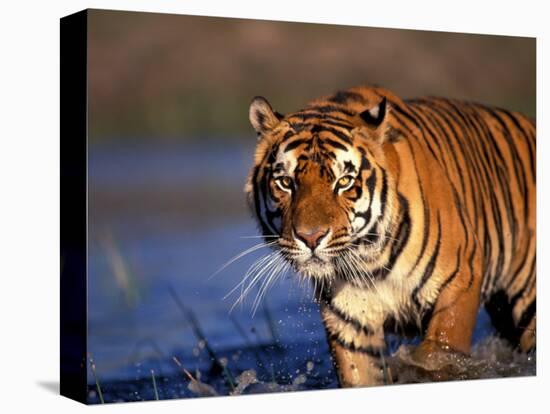 Bengal Tiger, India-Stuart Westmoreland-Stretched Canvas