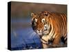 Bengal Tiger, India-Stuart Westmoreland-Stretched Canvas