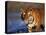 Bengal Tiger, India-Stuart Westmoreland-Stretched Canvas