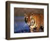 Bengal Tiger, India-Stuart Westmoreland-Framed Photographic Print