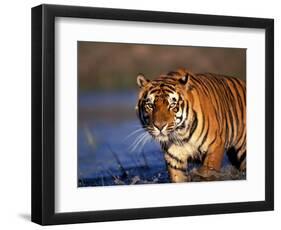 Bengal Tiger, India-Stuart Westmoreland-Framed Photographic Print