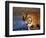 Bengal Tiger, India-Stuart Westmoreland-Framed Photographic Print