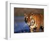 Bengal Tiger, India-Stuart Westmoreland-Framed Photographic Print