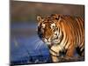 Bengal Tiger, India-Stuart Westmoreland-Mounted Photographic Print