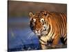 Bengal Tiger, India-Stuart Westmoreland-Stretched Canvas