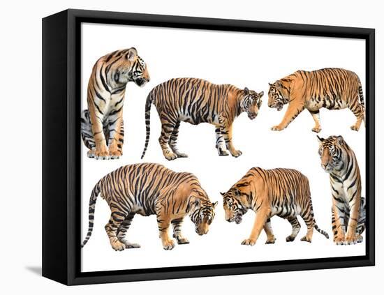 Bengal Tiger Isolated Collection-Anan Kaewkhammul-Framed Stretched Canvas