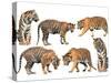 Bengal Tiger Isolated Collection-Anan Kaewkhammul-Stretched Canvas