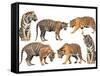Bengal Tiger Isolated Collection-Anan Kaewkhammul-Framed Stretched Canvas
