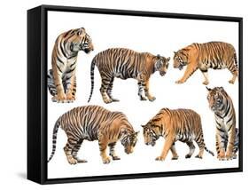 Bengal Tiger Isolated Collection-Anan Kaewkhammul-Framed Stretched Canvas