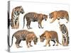 Bengal Tiger Isolated Collection-Anan Kaewkhammul-Stretched Canvas