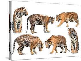 Bengal Tiger Isolated Collection-Anan Kaewkhammul-Stretched Canvas