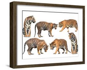 Bengal Tiger Isolated Collection-Anan Kaewkhammul-Framed Photographic Print