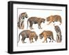 Bengal Tiger Isolated Collection-Anan Kaewkhammul-Framed Photographic Print