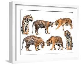 Bengal Tiger Isolated Collection-Anan Kaewkhammul-Framed Photographic Print