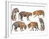 Bengal Tiger Isolated Collection-Anan Kaewkhammul-Framed Photographic Print