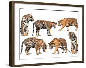 Bengal Tiger Isolated Collection-Anan Kaewkhammul-Framed Photographic Print